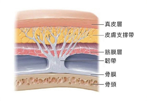 皮膚支撐帶、韌帶與骨膜層結構示意圖：皇后音波深層拉提緊緻原理-致然雅暮醫美診所
